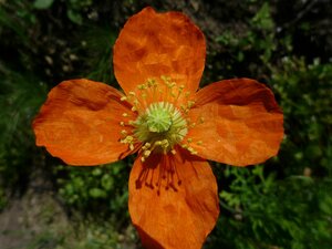 Papaver californicum flower